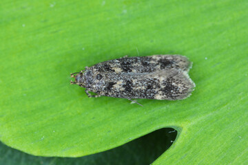 Wall Mural - A tiny moth from the family Gelechiidae commonly referred to as twirler moths or gelechiid moths. The caterpillars are phytophagous.