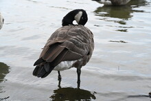 Country Goose On The Shore