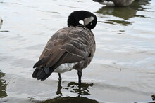 Close Up Image Of A Country Goose Standing In The Water 