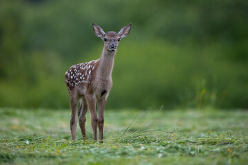 Wall Mural - baby red deer, cervus elaphus, looking to the camera on pasture in summer. young spotted mammal stan