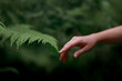 © Tatyana - A woman's hand and a fern leaf. Man and nature