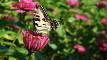 Eastern Tiger Swallowtail Butterfly Feeds On A Pink Zinna Plant Drinking Nectar On A Beautiful Summer Day In A Garden.

