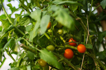 Tomato crops planted in soil get ripe under sun close up. Cultivated land with sprout. Agriculture plant growing in bed row. Green natural food crop