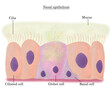 Nasal epithelium