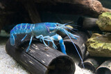 Fototapeta Most - Everglades crayfish called Blue crayfish in the aquarium.