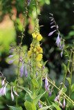 Fototapeta  - Kwiat dziewanny Verbascum thapsus, w tle kwiaty funkii hosty