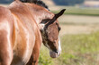Portrait of a bay pinto arabian crossbreed western horse on a pasture in front of a rural landscape in summer outdoors