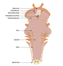 Brainstem Illustration With The Structures Names. Ventral View Of Brainstrem. 