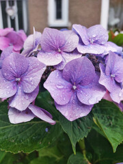 Wall Mural - beautiful flowers and hydrangea blossom in the garden. close-up.