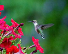 Hummingbird Photo And Image. Ruby Throated Female Feeding On Petunias With A Green Background In Its Environment And Habitat Surrounding Displaying Wingspan And Long Bill.