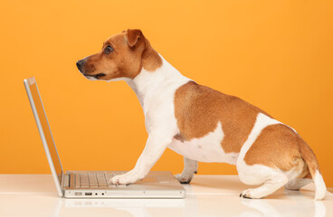 Wall Mural - dog uses laptop.portrait of jack russell terrier with laptop on yellow background isolated.business online banking training video call online shopping concept