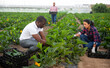 © JackF - Farmers work on field - harvesting zucchini at summer day