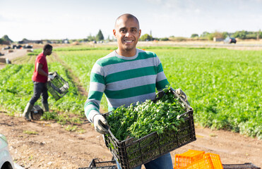 Wall Mural - Portrait of successful latin american farmer cultivating organic parsley, showing rich harvest on farm field.