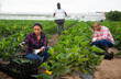 © JackF - International team of farm workers hand harvesting organic zucchini crop on fertile agriculture land