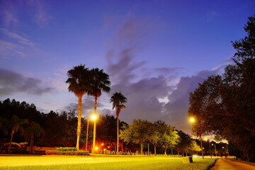 Poster - beautiful Florida community, tree and cloud