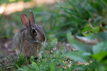 Poster - rabbit in the grass