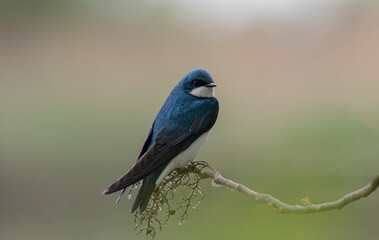 Poster - bird on a branch