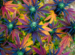 A colorful Marijuana plant growing outdoors
