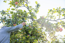 Hand reaching for apple growing on top of tree in orchard. male hands pluck an apple from a branch. Harvest apples on a sunny day.Farmer stands on stairs ladder and plucks apples from branches