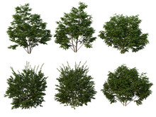 Shrubs And Bush On A Transparent Background
