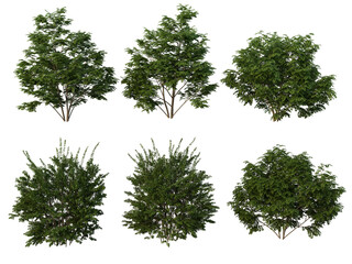 Sticker - Shrubs and bush on a transparent background
