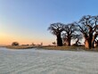 Leinwandbild Motiv Abendstimmung in Dämmerung in Wüste in Afrika in Botswana in Salzpfanne Nxai Pan und Makgadikgadi Nationalpark mit Baobab Affenbrotbaum