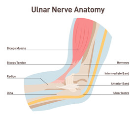 Ulnar nerve anatomy. Human elbow anatomy with bones, muscles