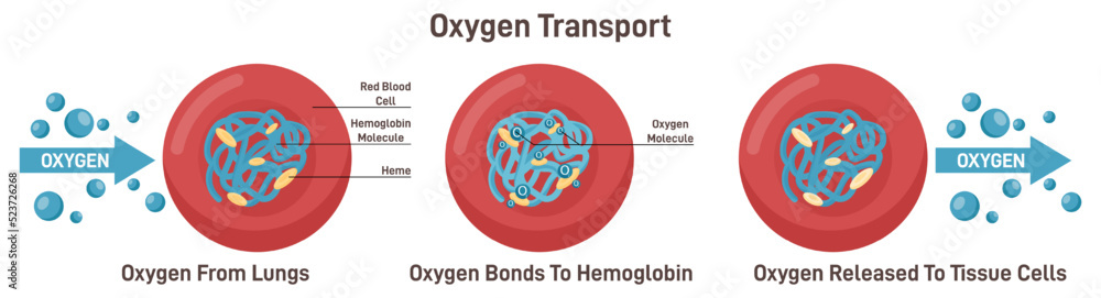 Respiration, gas exchange mechanism. Red blood cells oxygen Stock ...