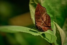Butterfly On Leaf