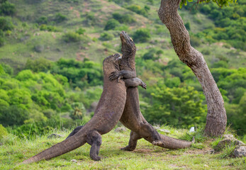 Wall Mural - Komodo Dragons are fighting each other. Indonesia. Komodo National Park.