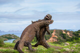Fototapeta  - Komodo Dragons are fighting each other. Indonesia. Komodo National Park.