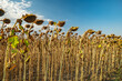 Dry sunflowers affected by drought in Hungary