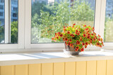 Fototapeta  - A group of colorful red-orange flowers, tropical, juicy flowering plants in a decorative pot on the windowsill on balcony