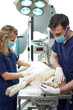Male and female doctors anaesthetising the dog on the table