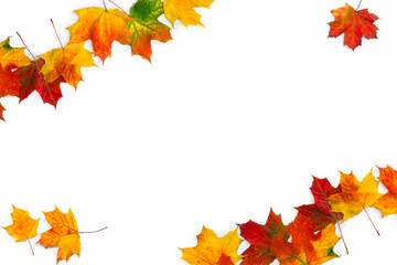 Wall Mural - frame of autumnal maple leaves on a white background with space for text. top view, flat lay