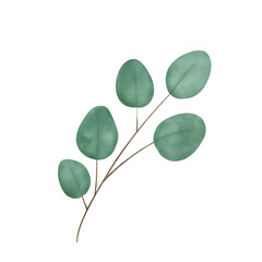 Green eucalyptus leaves 