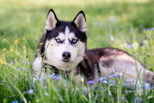 Portrait Of A Blue-eyed Siberian Husky Looking Seriously To The Side Among Forget-me-nots.