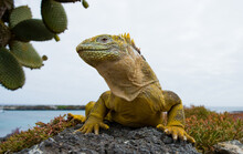 Galapagos Land Iguana (Conolophus Subcristatus) Is Sitting On The Rocks. Galapagos Islands. Pacific Ocean. Ecuador.