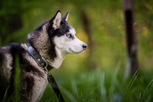 Black And White Siberian Husky Is Standing. Happy Dog On The Natural Landscape. Blue Eyes.