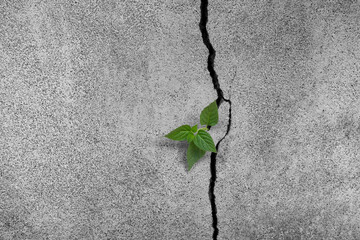 Wall Mural - Young plant growing through cracked wall