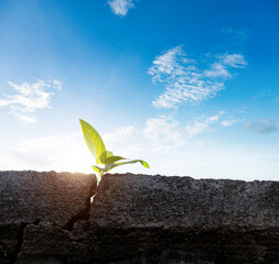 Wall Mural - Young plant growing through cracked wall