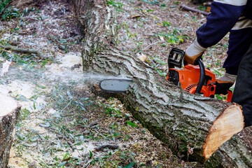 Poster - After a hurricane, a tree fell and was cut with a chainsaw in ecological disaster as a result of tornado