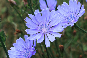 Wall Mural - chicory flowers