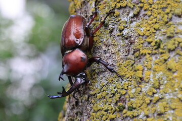 Wall Mural - Japanese rhinoceros beetle (Trypoxylus dichotomus) male in Japan