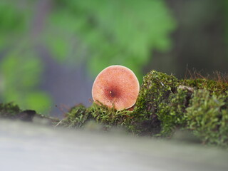 Poster - mushroom in the forest