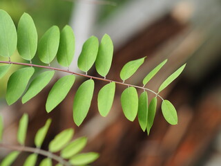 Poster - green leaves background