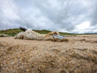 Dead gannet, probably victim of avian influenza, washed up on the beach by Portnoo, County Donegal - Ireland