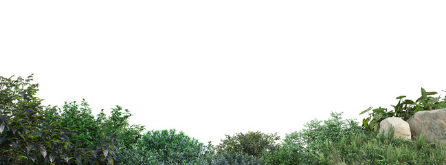 shrubs and flower on a transparent background