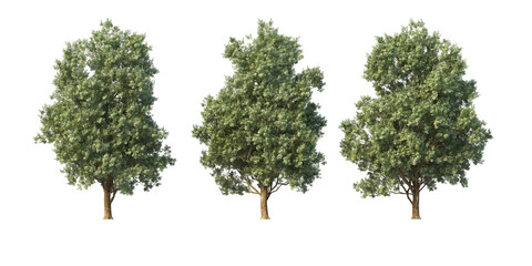 tree on a transparent background