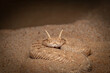 Arabian horned viper snake close up photo